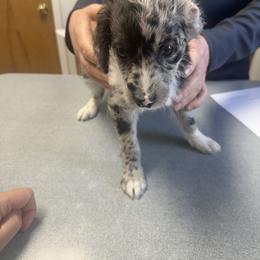 Mini - Merle female Goldendoodle puppy in Waynesboro, Virginia from Forest Creek Kennel