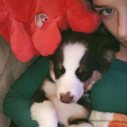 Australian Shepherd Puppies from Van Huitt Australian Shepherds