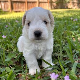 Marino - Parti male Miniature Schnauzer puppy in Summerfield, Florida from M & M Schnauzers