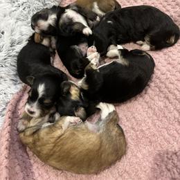 Havanese Puppies from Jodi Welscott