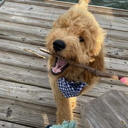 Goldendoodle Puppies from Hobble Creek Farms