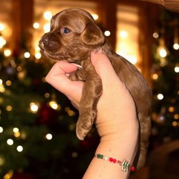 Rome - Red male Cockapoo puppy in 77304, Texas from Little Valley Puppies