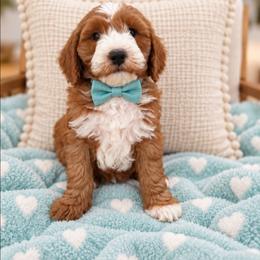 Phantom - Red  male Goldendoodle puppy in Fordland, Missouri from K&K's Puppy Kingdom