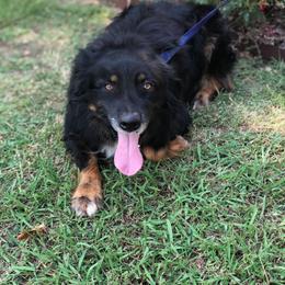 Wrigley - Australian Shepherd