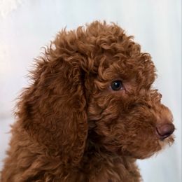 George - Red  male Goldendoodle puppy in The Woodlands, Texas from Hula & Oliver Co.