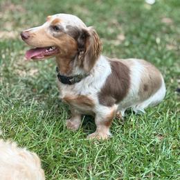 Sage - Dachshund
