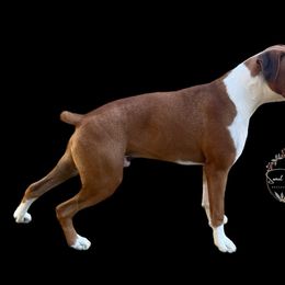 Ruger - Boxer