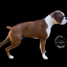 Ruger - Boxer