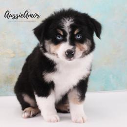 Black Tri 2 blue eyes - Black tri male Miniature Australian Shepherd puppy in Pinehurst, Texas from Aussie Amor