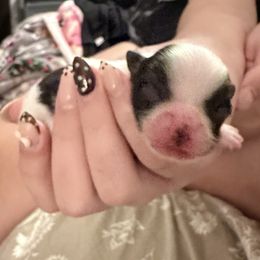 Snoopy - Black parti male Pomeranian puppy in Springfield, Missouri from Hope Mountain Pomeranians