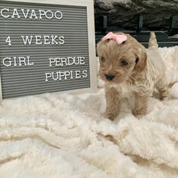 Cavapoo, Cockapoo, Goldendoodle, and Maltipoo Puppies from Perdue Puppies