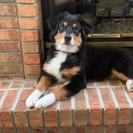 Australian Shepherd Puppies from Grand Ridge Australian Shepherds