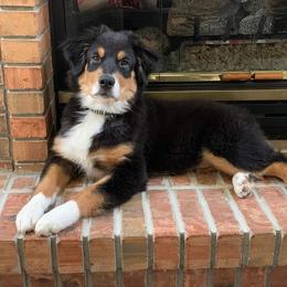 Australian Shepherd Puppies from Grand Ridge Australian Shepherds