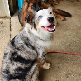 Emmy - Miniature Australian Shepherd