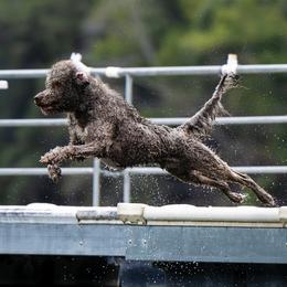 Bruce - Aussiedoodle