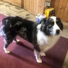Marli - Australian Shepherd