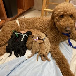 Aussiedoodle and Goldendoodle Puppies from Dandy Doodle Ranch