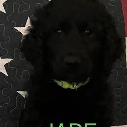 Goldendoodles from Oodles of Doodles