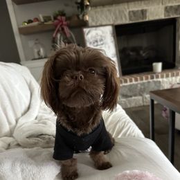 Abby - Shih Tzu