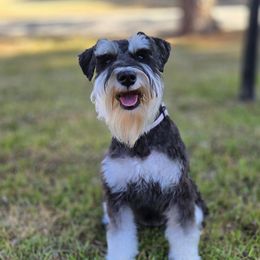 Katie - Miniature Schnauzer