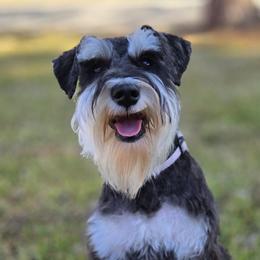 Katie - Miniature Schnauzer
