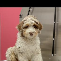 Aussiedoodle Puppies from Gore Doodle Ranch