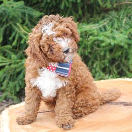 Teddy - Red male Cavapoo puppy in Spencerville, Indiana from Cavapoo Corner