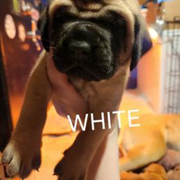 White - Fawn male Mastiff puppy in Skoksonak, Arizona from Buck Lane Mastiffs