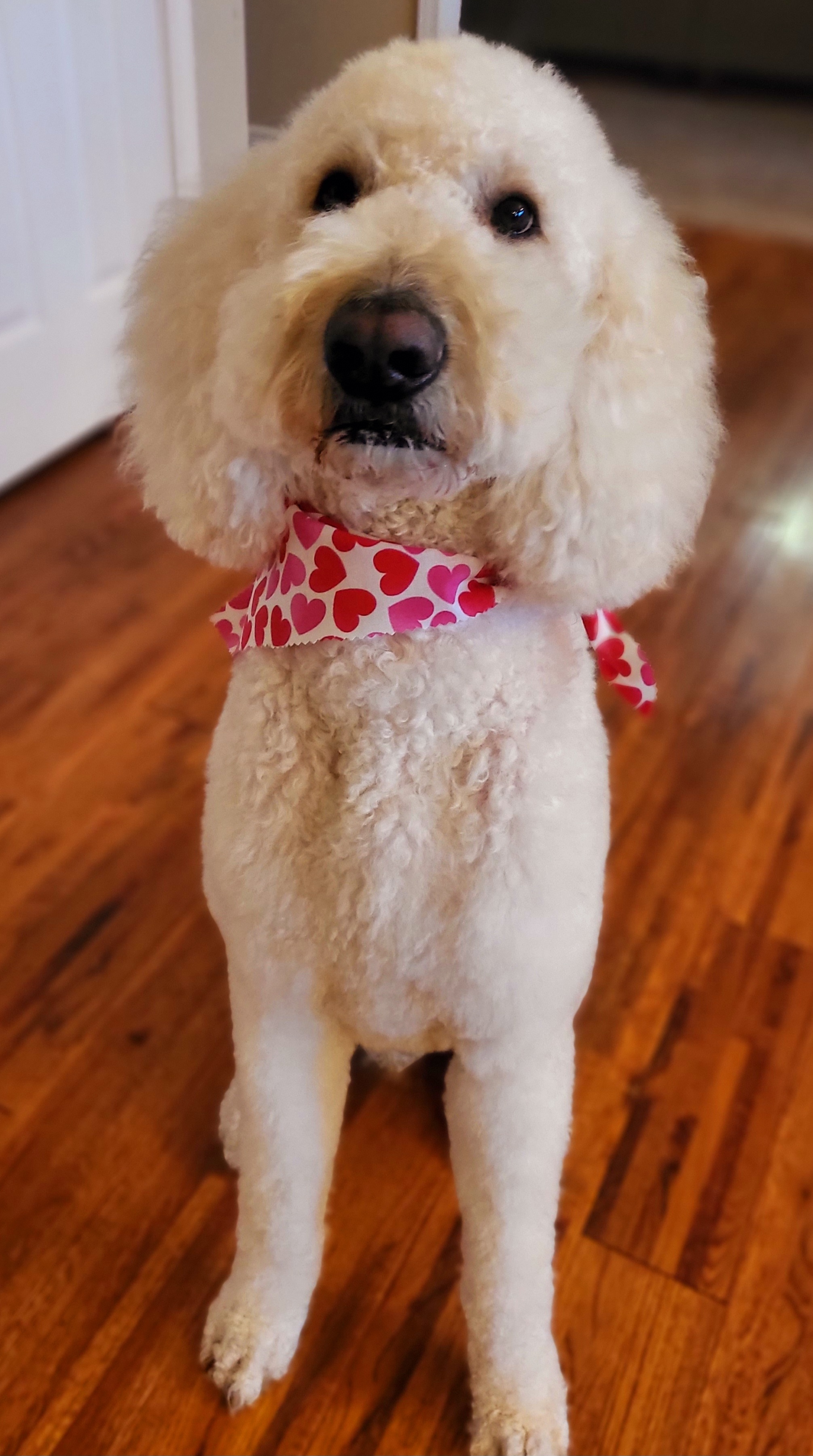Oscar - Goldendoodle