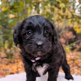 Morticia (Guardian Home Opportunity) - Black and white female Aussiedoodle puppy in Mulino, Oregon from Korbella Farm