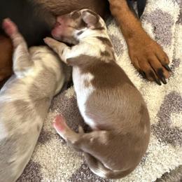 Fiona - Fawn (isabella) and cream female Dachshund puppy in El Cajon, California from Lisa Buxton