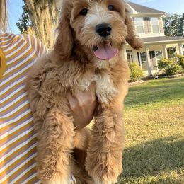 Goldendoodle Puppies from C.P. Puppy Buddies