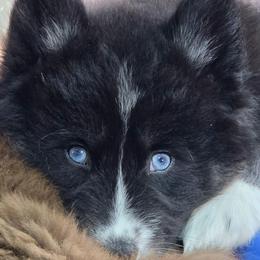 Jasmine - Black and white female Siberian Husky puppy in East Tawas, Michigan from BurnsBerg's Woolies
