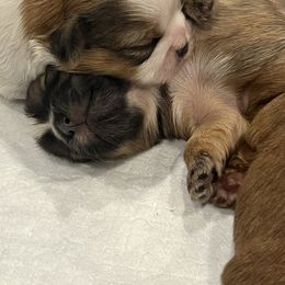 Shih Tzu puppies from Oregon Shih Tzu