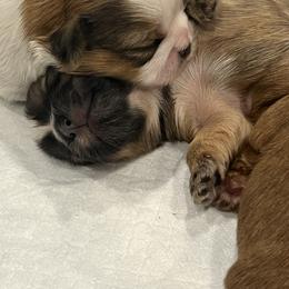 Shih Tzu puppies from Oregon Shih Tzu