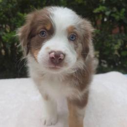 Twixie - Red merle female Australian Shepherd puppy in Summerville, South Carolina from Flowertown Aussies