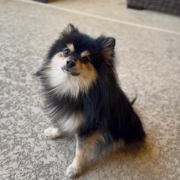 Gucci - Pomeranian