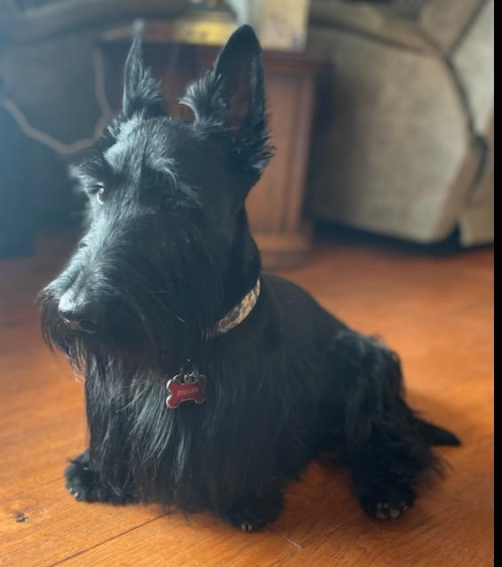 Ziggy
