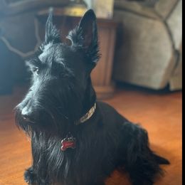 Ziggy - Scottish Terrier