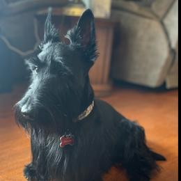 Ziggy - Scottish Terrier