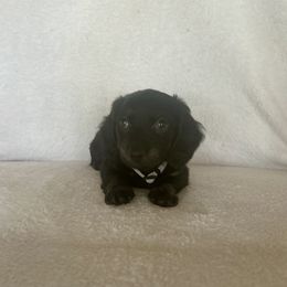 Dachshund Puppies from Krazy Acre Farm