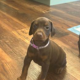 Light Purple Collar female - Red and rust female Doberman Pinscher puppy in Madison, Indiana from Jensen Dobermans and Dachshunds