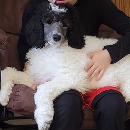 Dolly - Parti Poodle puppy in Kronenwetter, Wisconsin from Amanda's Poodles