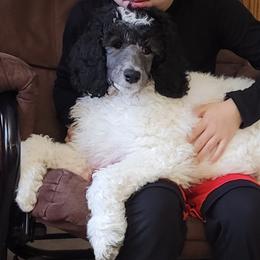 Dolly - Parti Poodle puppy in Kronenwetter, Wisconsin from Amanda's Poodles