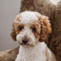 Romeo - Poodle