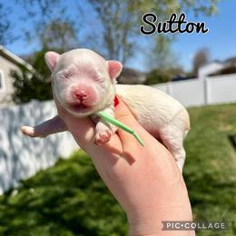 Sutton - White male Maltese puppy in Morehead, Kentucky from Paw Perfect Pets