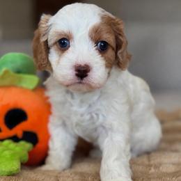 September - Tri-color male Cavapoo puppy in Yuciapa, California from AlltheDoodlez_