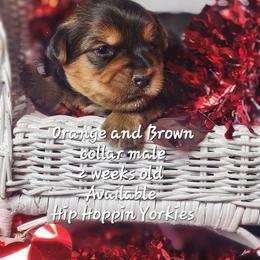 Yorkshire Terrier Puppies from Hip Hoppin Yorkies