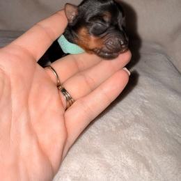 Teal boy - Black and tan male Yorkshire Terrier puppy in Booneville, Mississippi from Pinky's Puppies