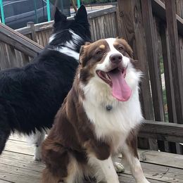Australian Shepherd Puppies from Johnson Aussies